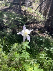 Aquilegia coerulea