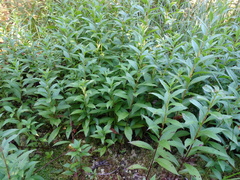Solidago latissimifolia