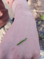 Lepidoptera