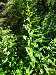 Solidago latissimifolia