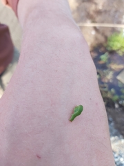 Lepidoptera