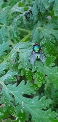 Calliphoridae