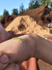 Lepidoptera