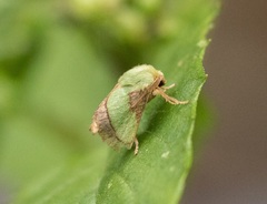 Parasa chloris