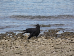 Corvus corone