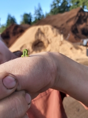 Lepidoptera