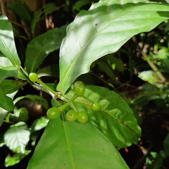 Psychotria subsessilis