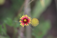 Gaillardia aestivalis