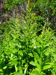 Solidago latissimifolia