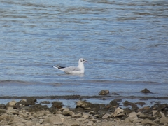 Chroicocephalus ridibundus