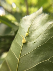 Caryomyia ansericollum
