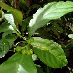 Psychotria subsessilis