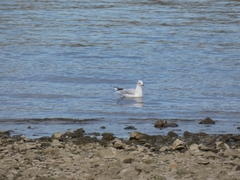 Chroicocephalus ridibundus