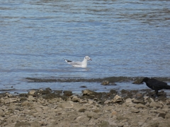 Chroicocephalus ridibundus