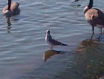 Leucophaeus pipixcan