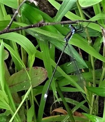 Lestes vigilax