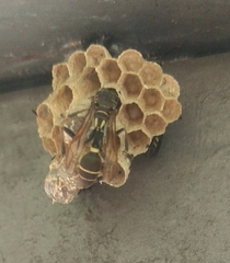 Mischocyttarus mexicanus