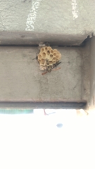 Mischocyttarus mexicanus