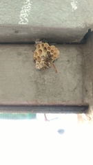 Mischocyttarus mexicanus