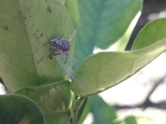 Metaphidippus albopilosus