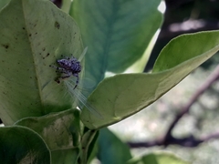 Metaphidippus albopilosus