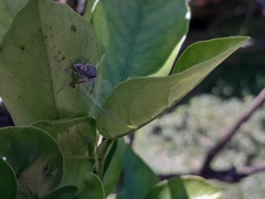 Metaphidippus albopilosus