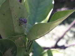 Metaphidippus albopilosus