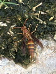 Polistes arizonensis