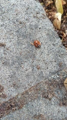 Coccinella septempunctata