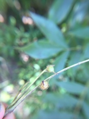 Caryomyia ansericollum