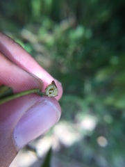 Caryomyia ansericollum