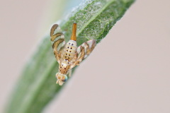 Chaetorellia jaceae