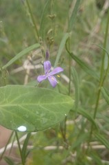 Carlowrightia parviflora