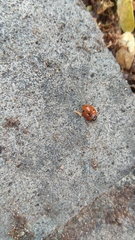 Coccinella septempunctata