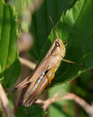 Pseudochorthippus curtipennis