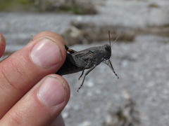 Bryodemella tuberculata