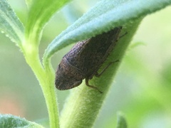Aphrodinae