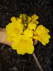 Handroanthus ochraceus