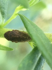 Aphrodinae