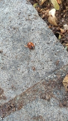 Coccinella septempunctata