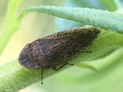Aphrodinae