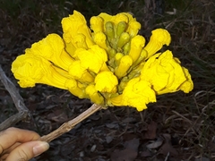 Handroanthus ochraceus
