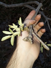 Handroanthus ochraceus