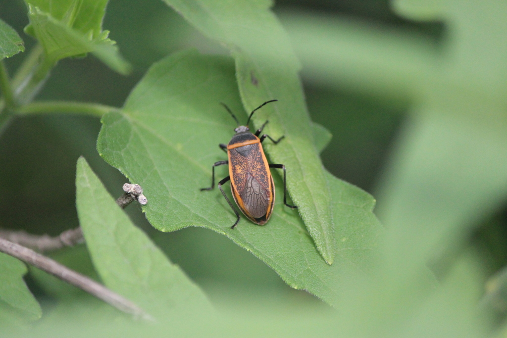 Largus convivus