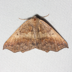 Prochoerodes forficaria