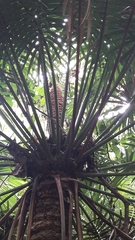 Cycas micronesica