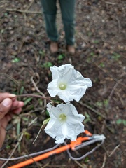 Ipomoea suaveolens