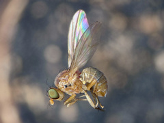 Homoneura thalhammeri
