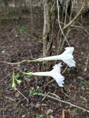 Ipomoea suaveolens