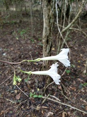 Ipomoea suaveolens